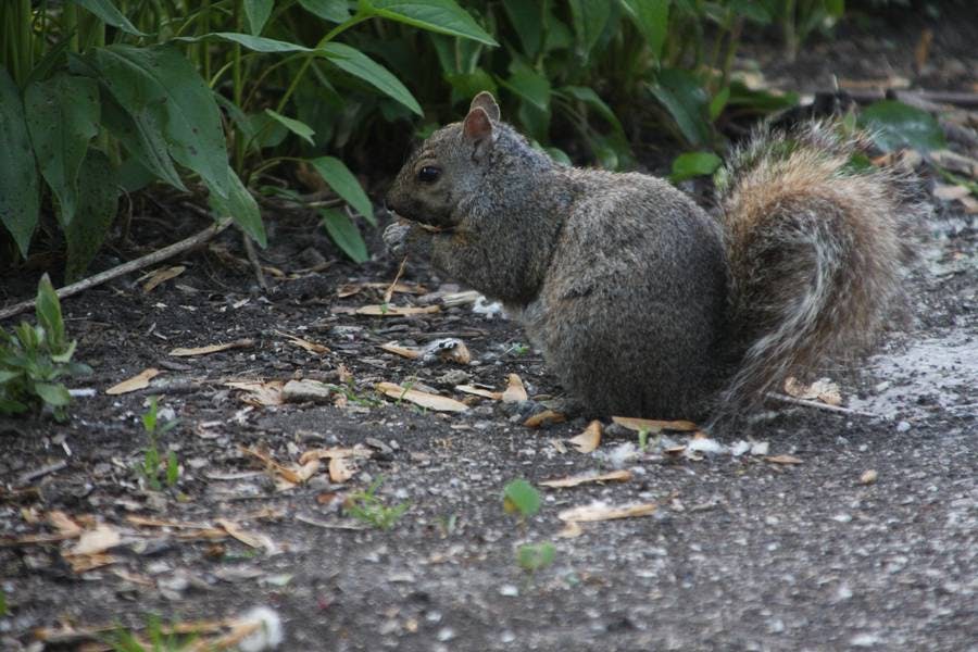 North Pond Residents