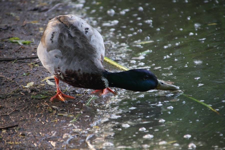 North Pond Residents