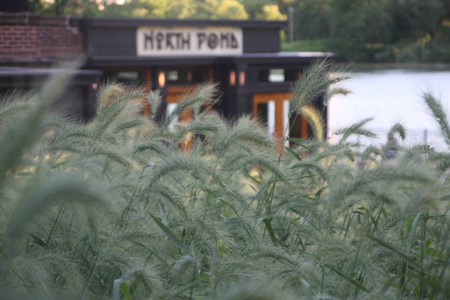 North Pond Views