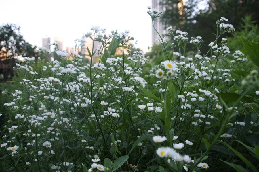 North Pond Flowers