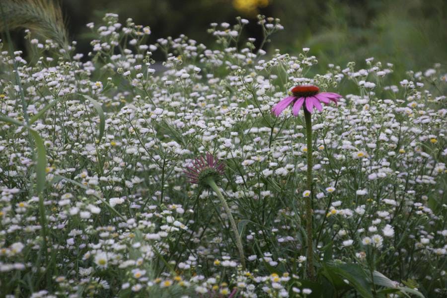 North Pond Flowers