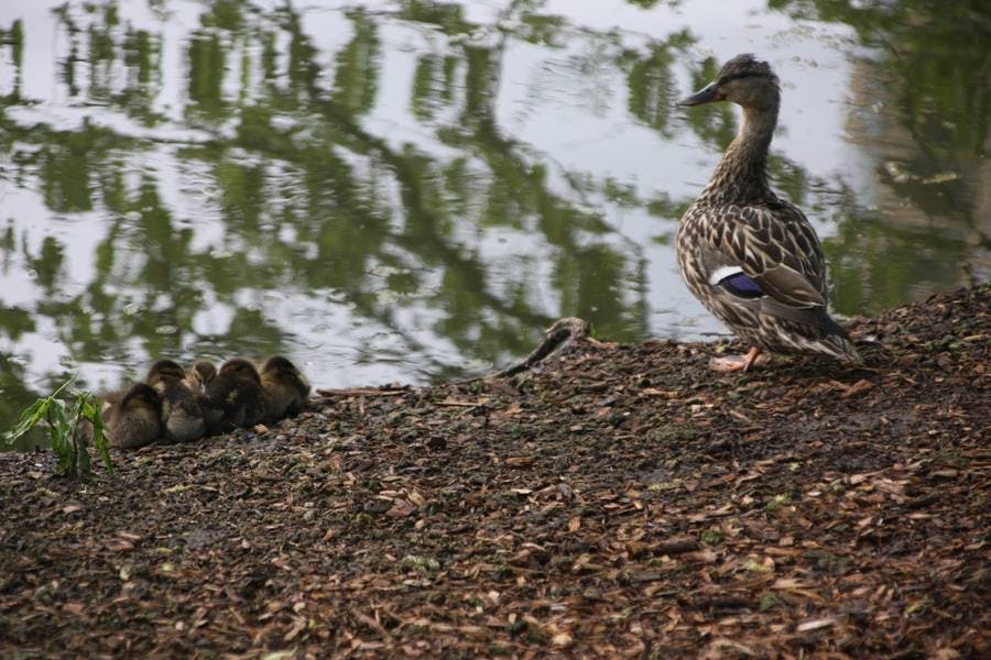 North Pond Residents