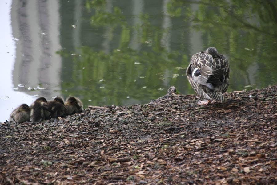North Pond Residents