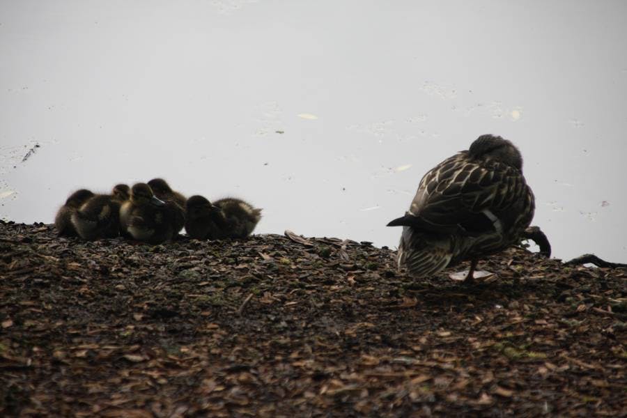 North Pond Residents