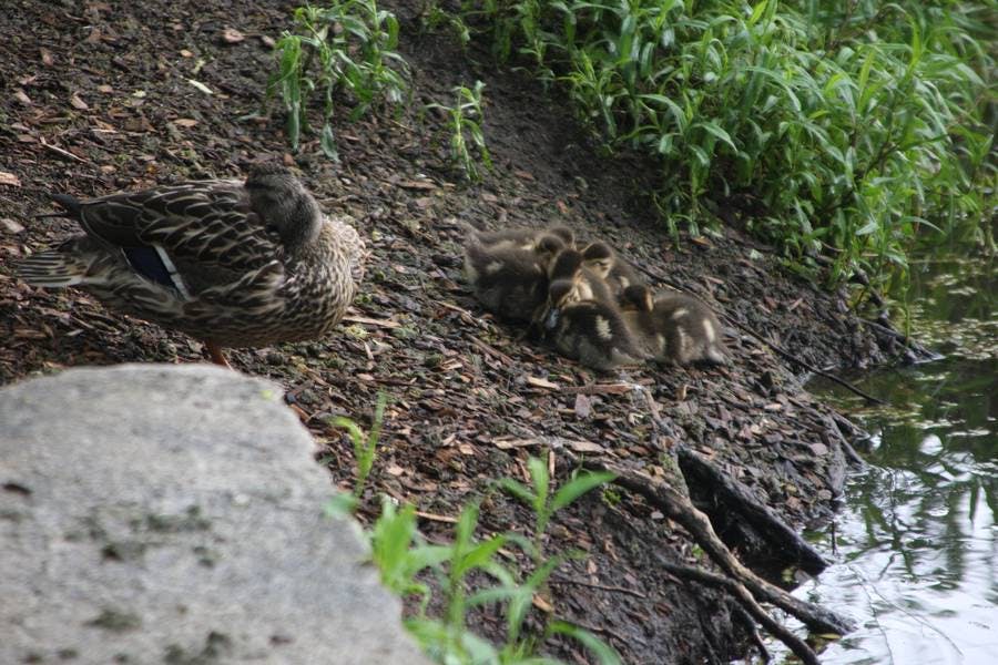 North Pond Residents