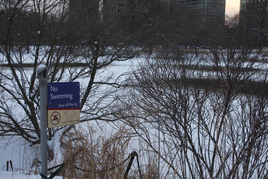 North Pond Views
