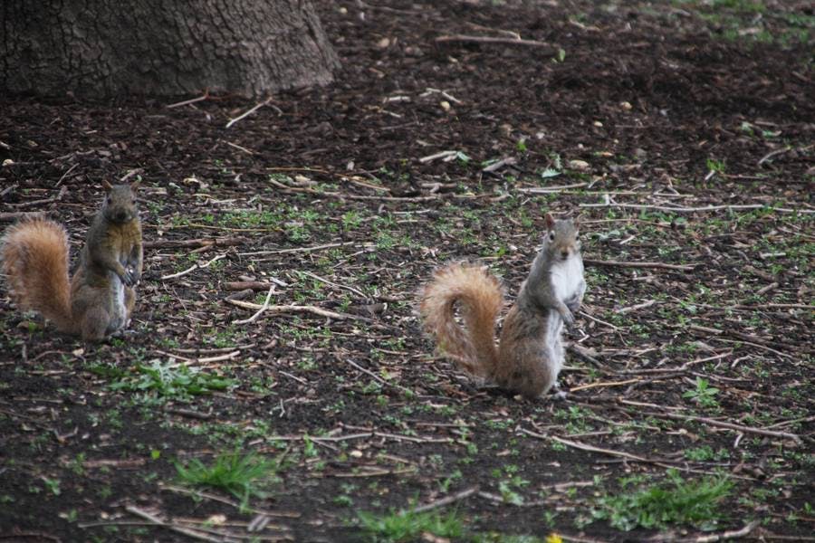 North Pond Residents