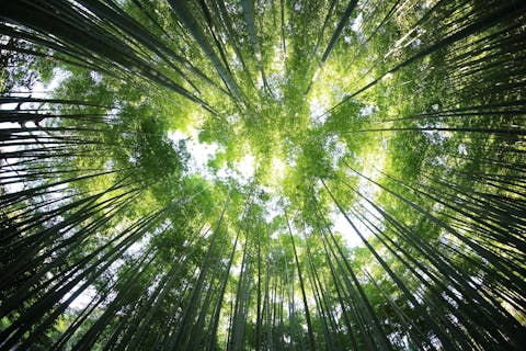 POLITICA AMBIENTALE E FSC/PEFC per la Chain of Custody