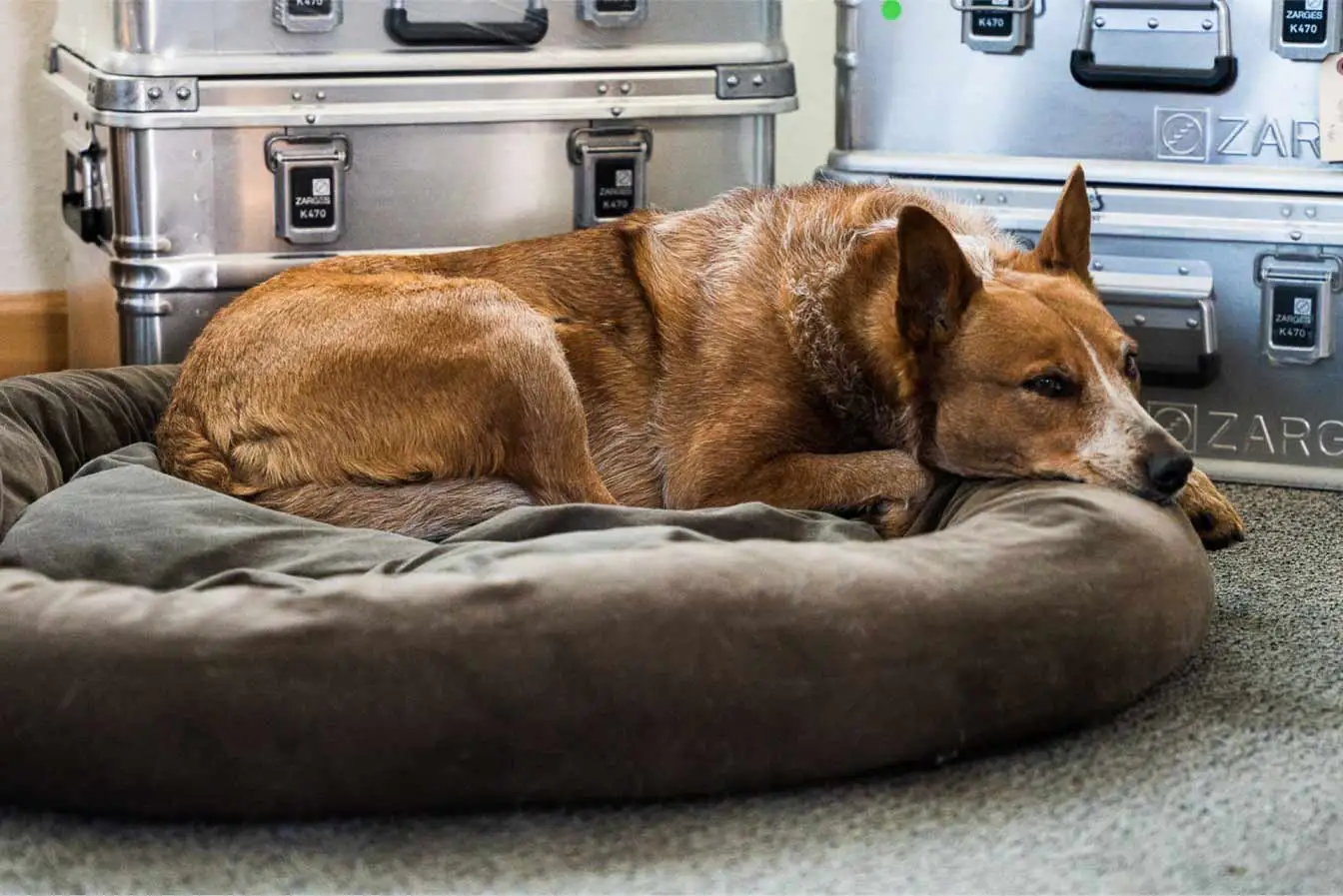 dog in a overlanding customs auto shop