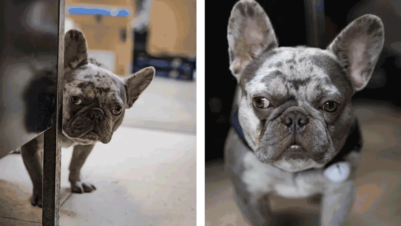 dog in an auto repair shop