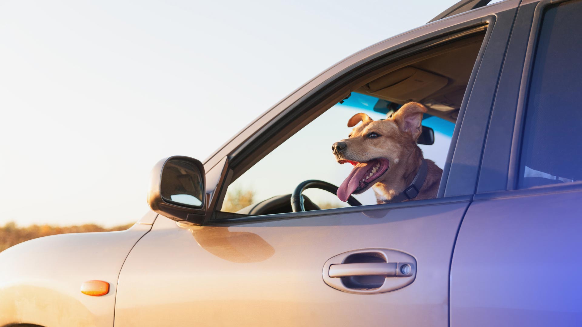 A dog sticking their head out the window of a car.