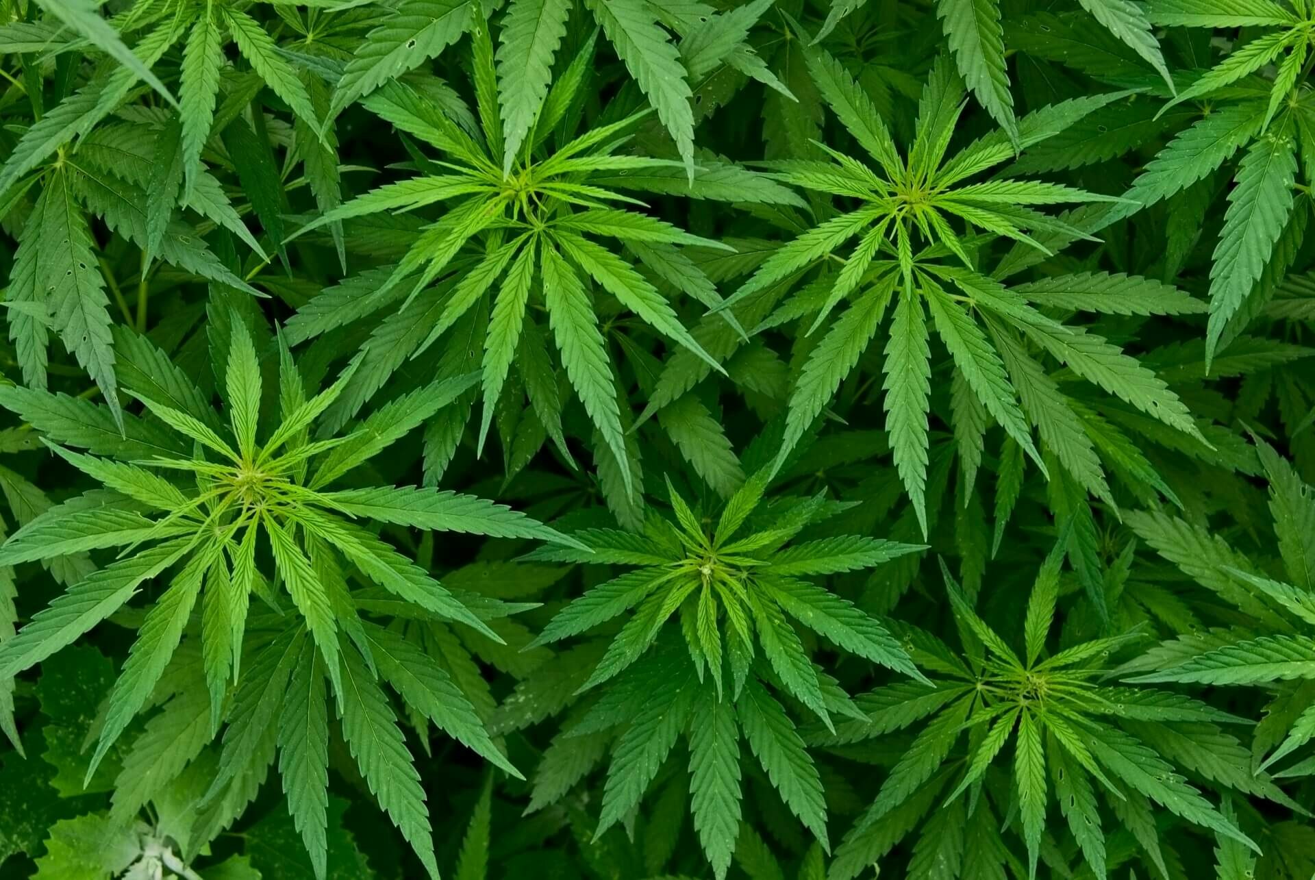marijuana plant