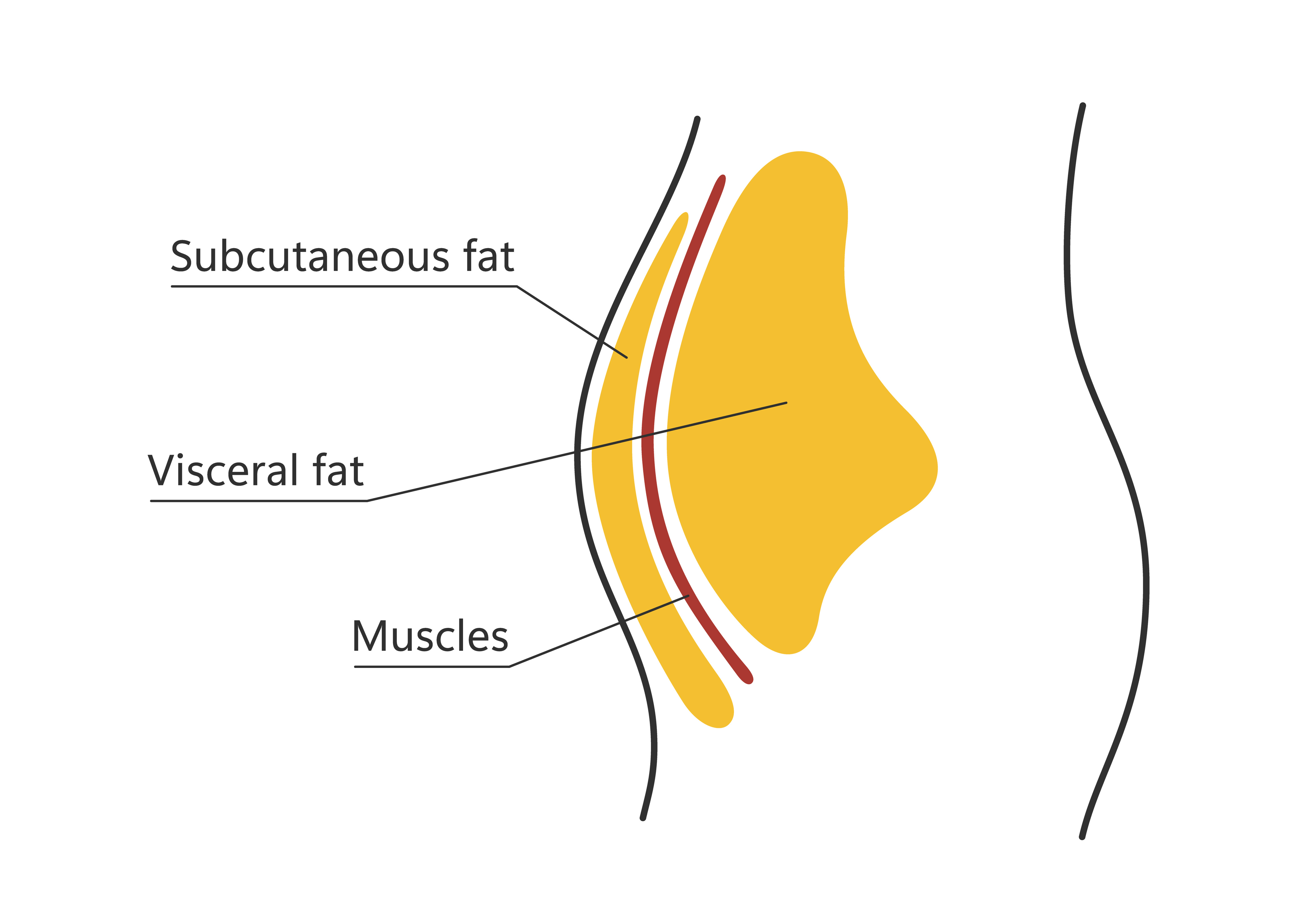 What is Subcutaneous Fat and How Can I Reduce It?