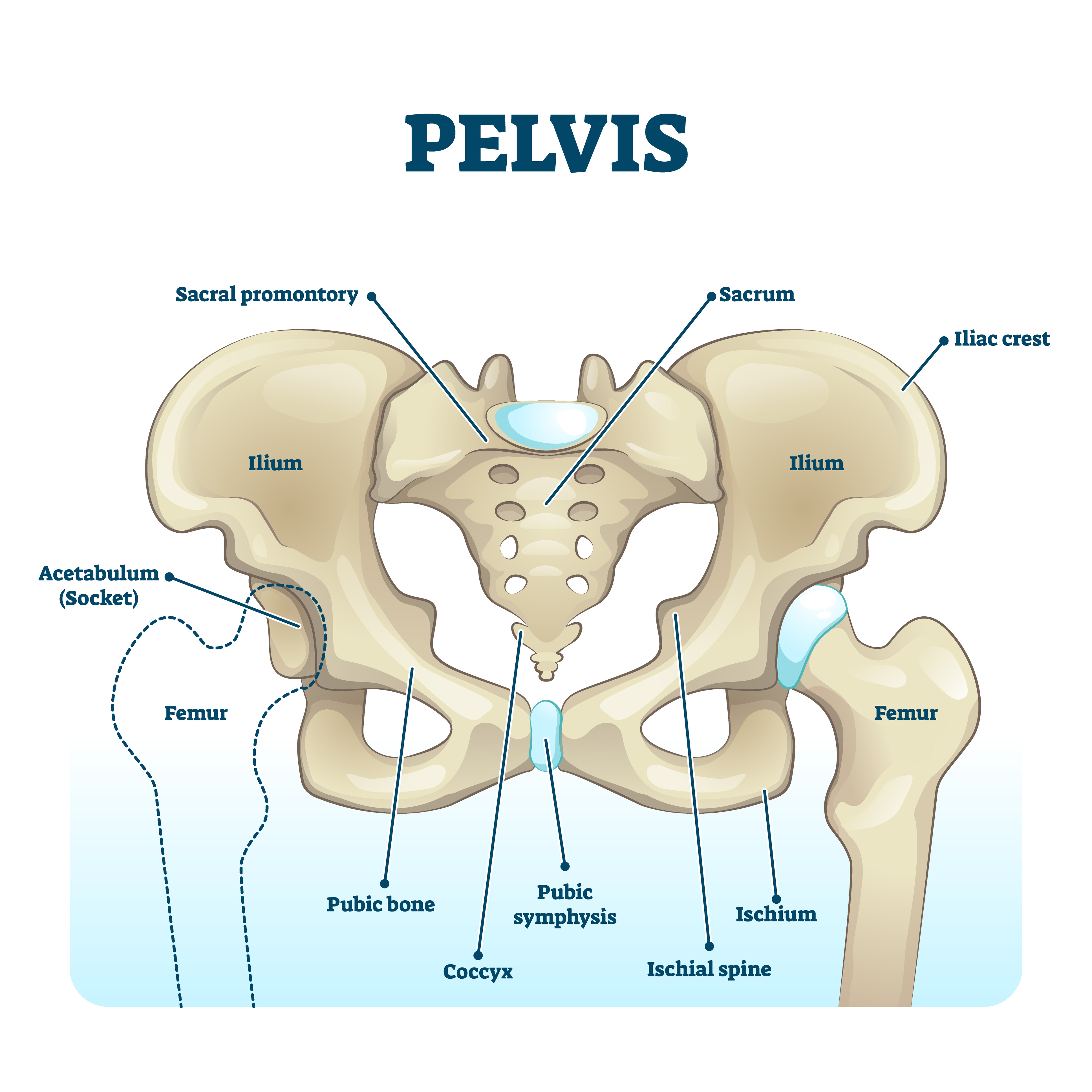 skeletal diagram of the pelvis 