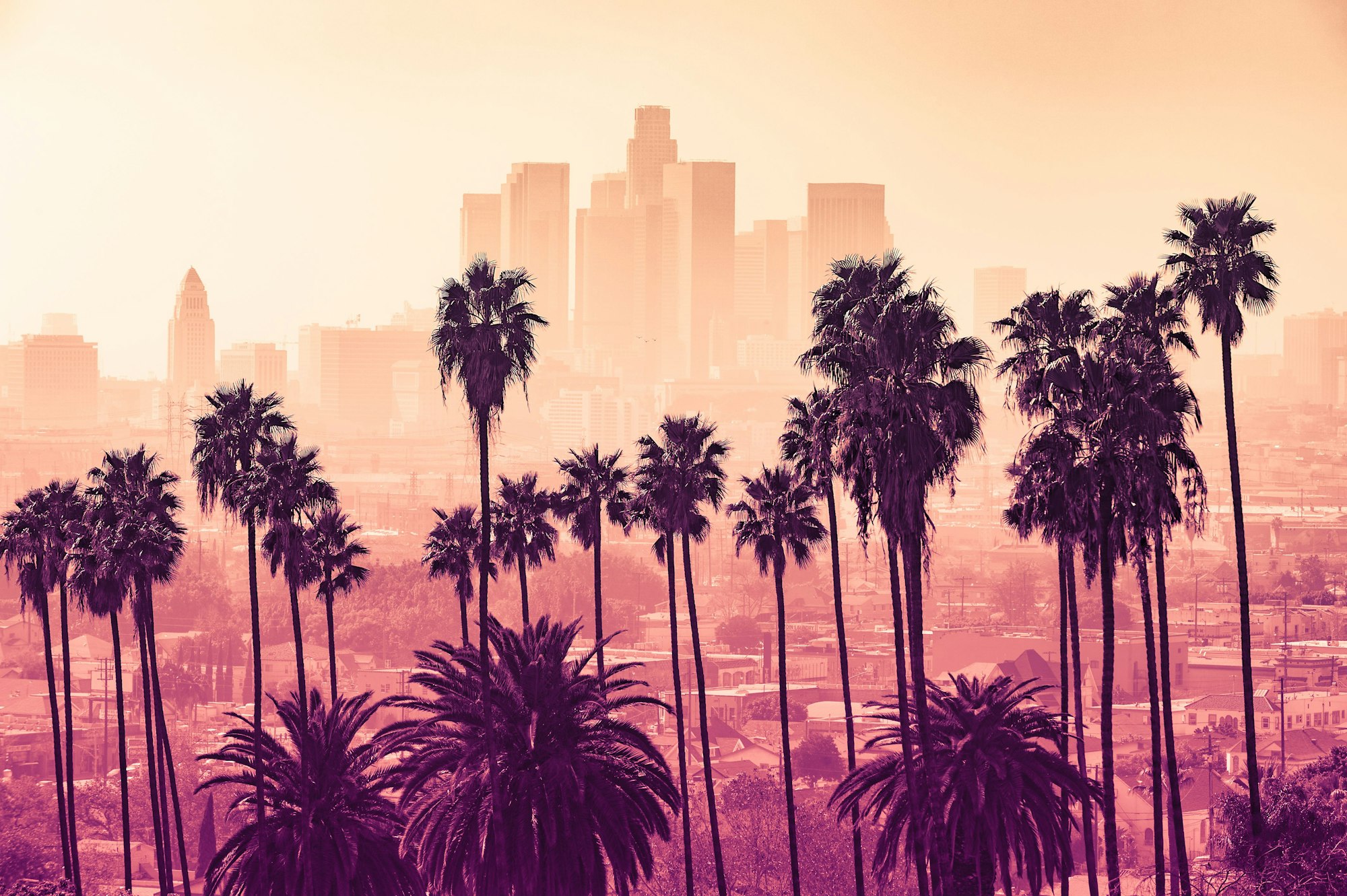 LA skyline with palm tree