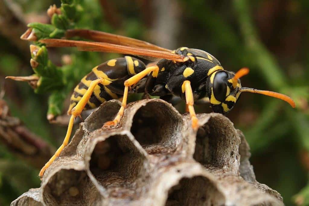 How to Deal with a Wasp Nest