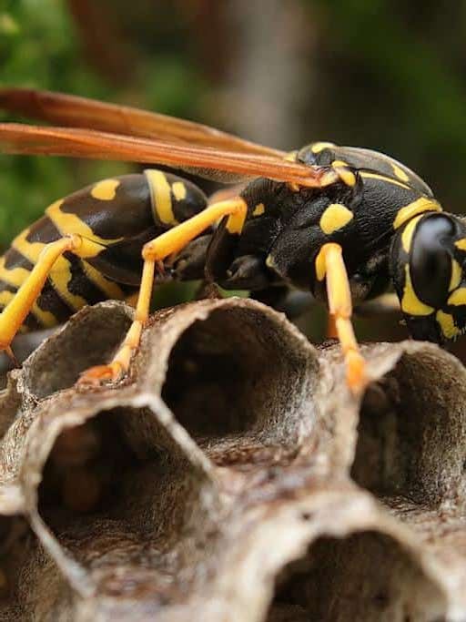 How to Deal with a Wasp Nest