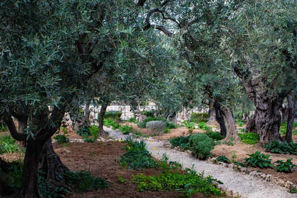 How to look after an olive tree
