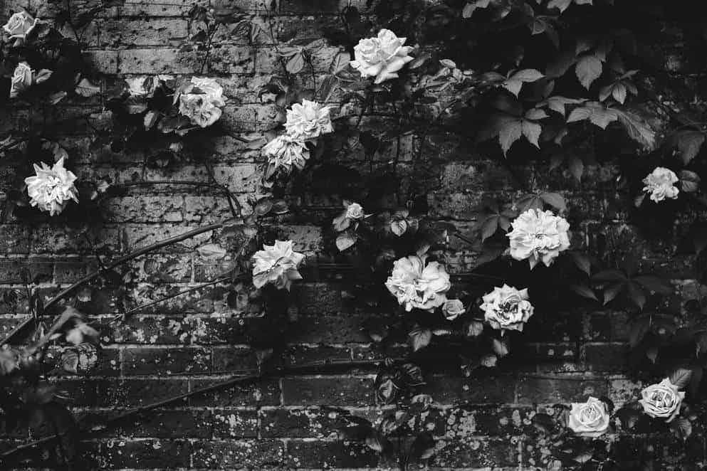 A guide to garden walls