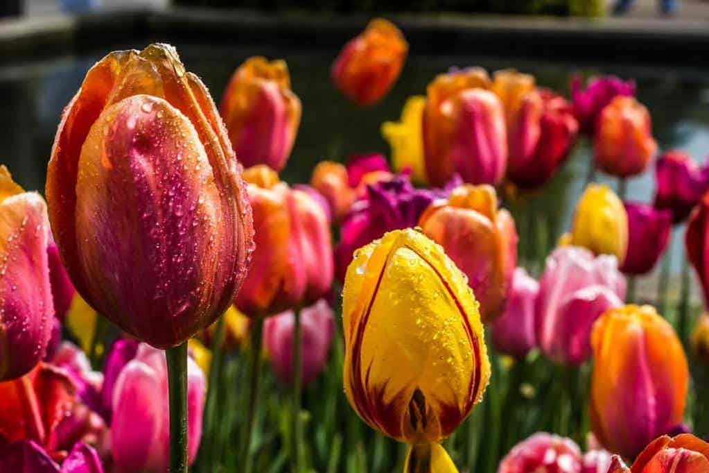 How to grow tulips