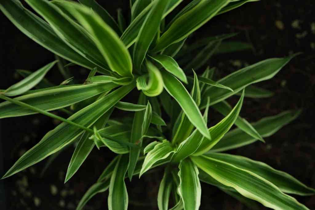 5 house plants that will purify your air