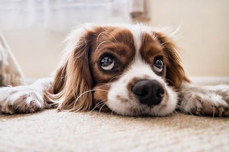 How long can you leave dogs alone? 