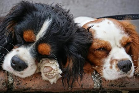 What are the calmest dog breeds?