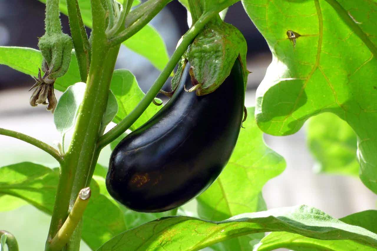 What foods help you get hard?