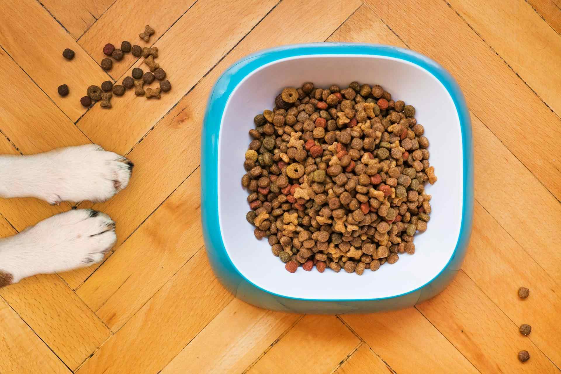 How to choose a dry dog food