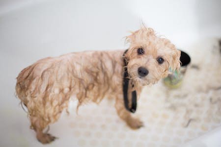 How often should I bath the dog?