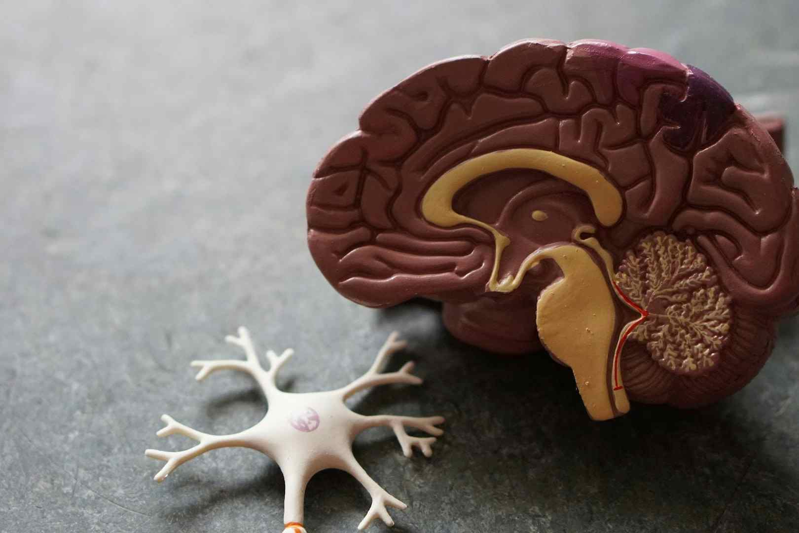 What is wet brain?