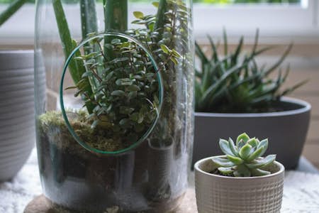 How to make a terrarium at home