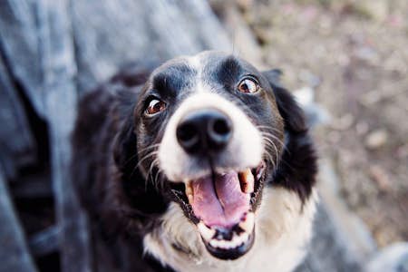Spotting telltale Bordetella symptoms