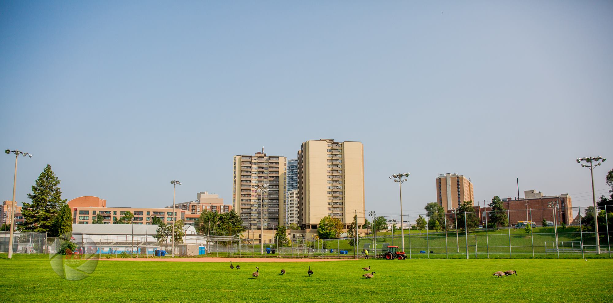 An open green area with geese walking around