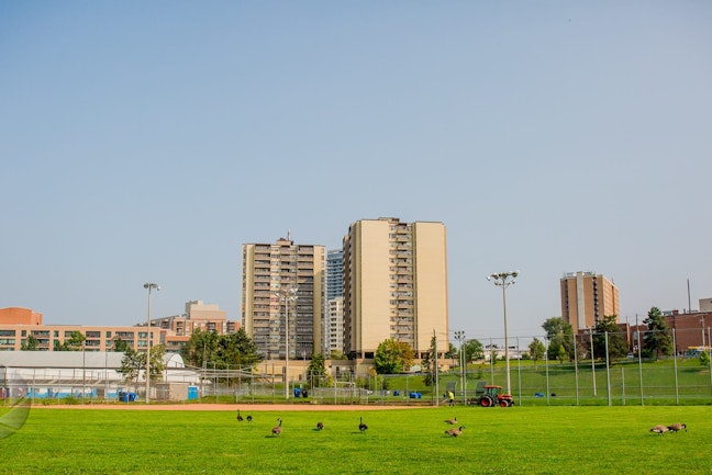 An open green area with geese walking around