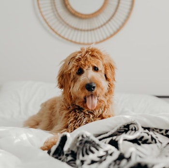 Shaggy dog sitting on a bed