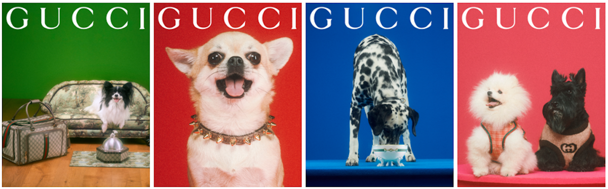 Designer dog collar sales gucci