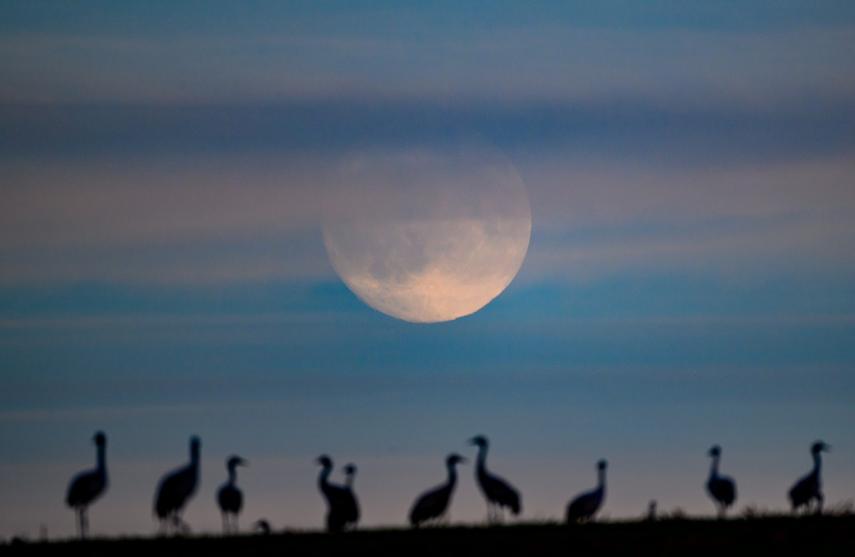 Beaver Moon Color Everything To Know About November’s Full Moon - Beaver Moon