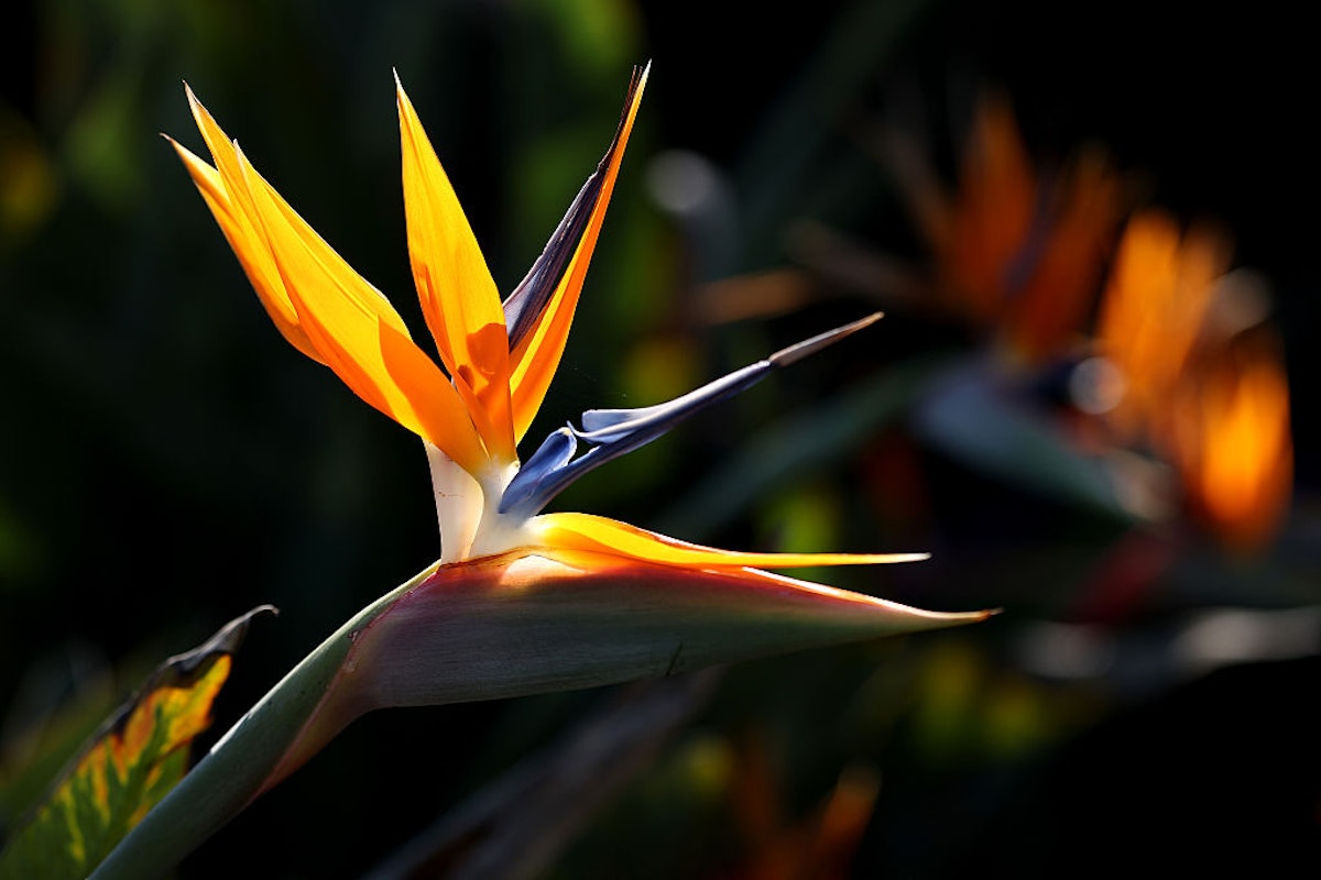 How to Get Tickets for the LA28 Olympics&mdash;Everything to Know