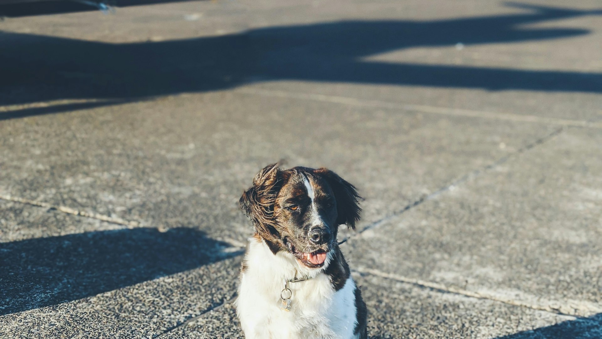 dog on the tarmac