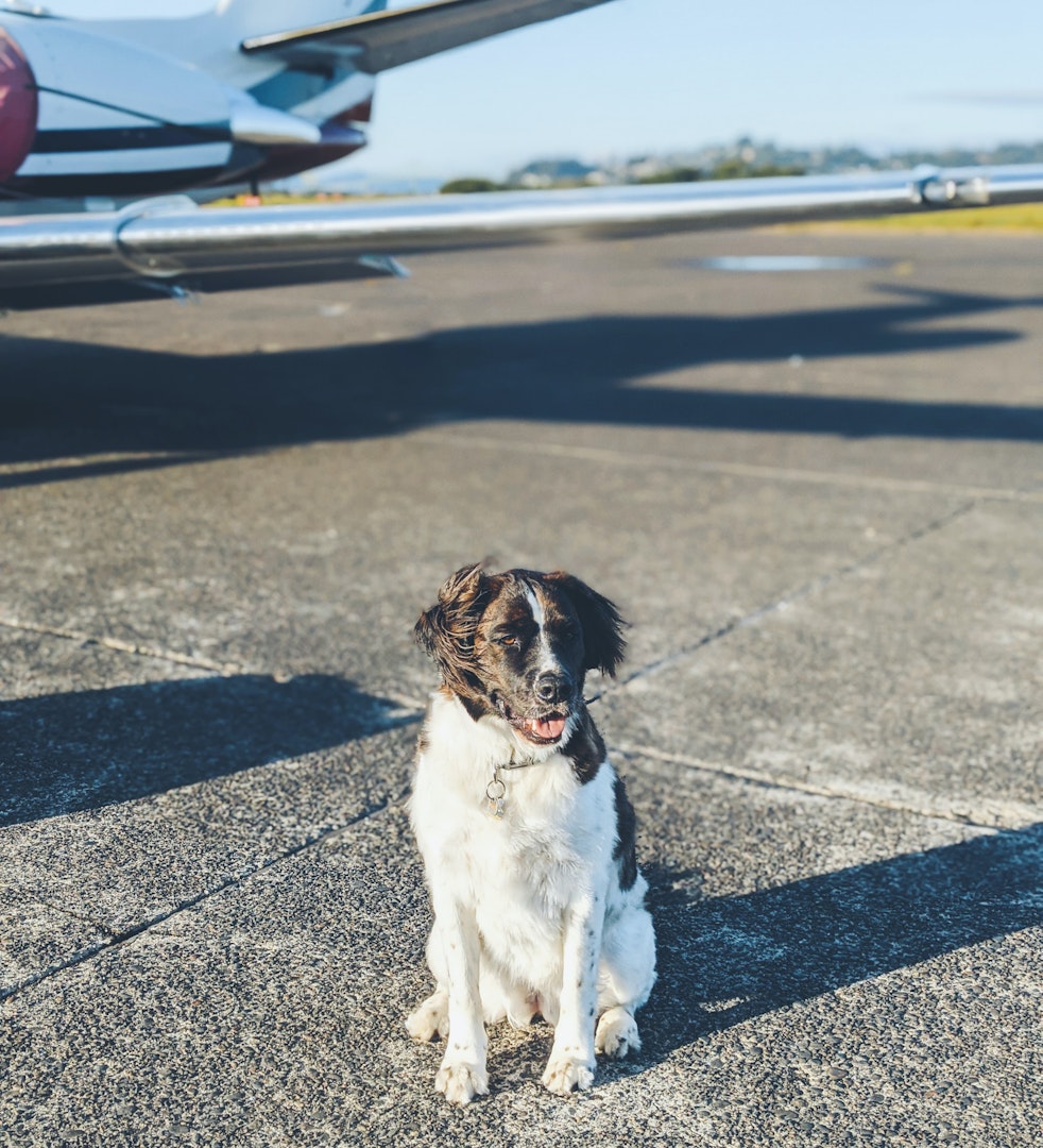 dog on the tarmac