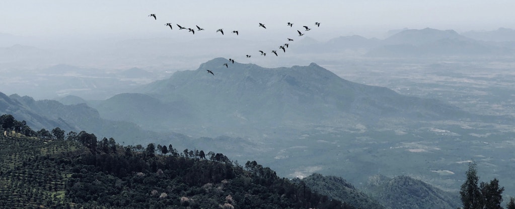 birds flying