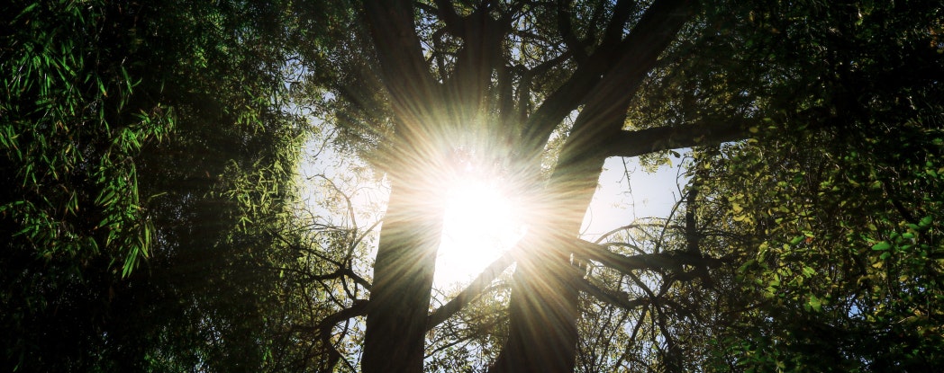 lying down under tree