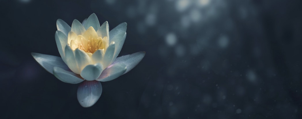 lotus flower