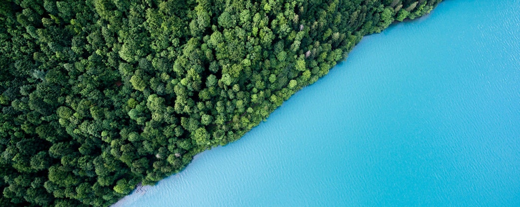 forest and lake