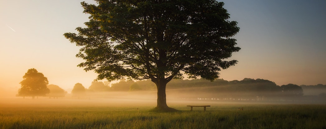 a tree in a park