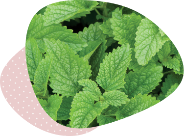 Lemon Balm