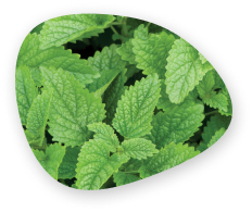 Lemon Balm