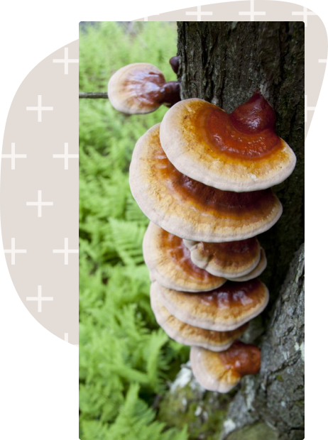 Reishi