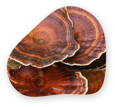 Reishi